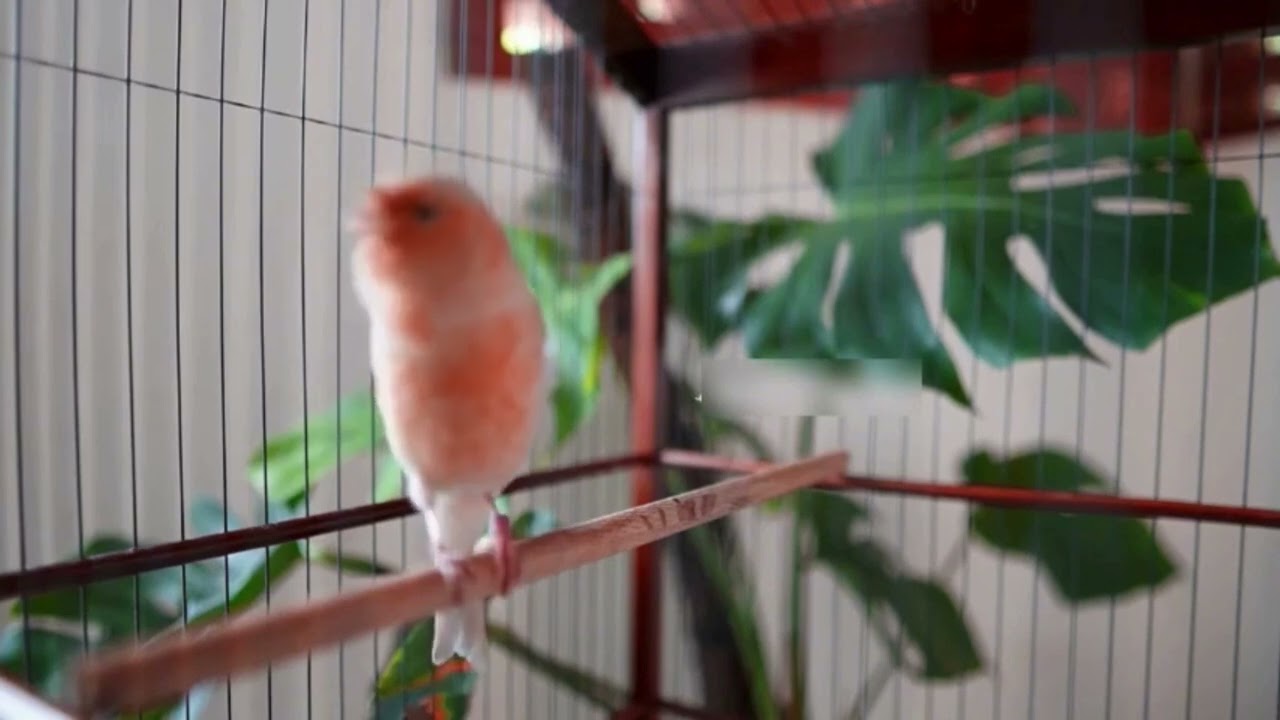 Final do Mês com Estilo: Canário Belga no Melhor Canto!