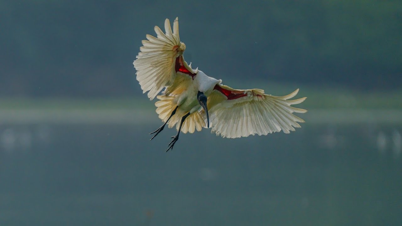 Landscape and Birds by Johnbosco Michael Wildlife using 