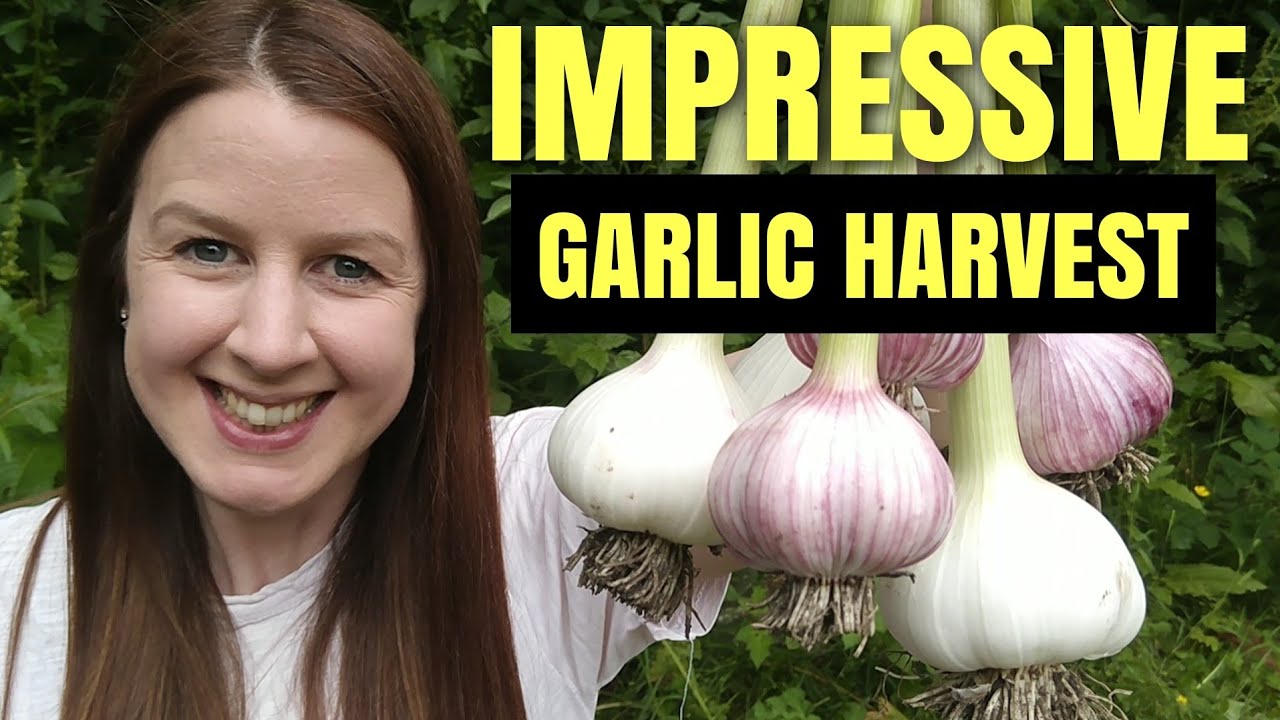 Garlic Harvest Grown From Saved Cloves | Allotment Garden Zone 8b