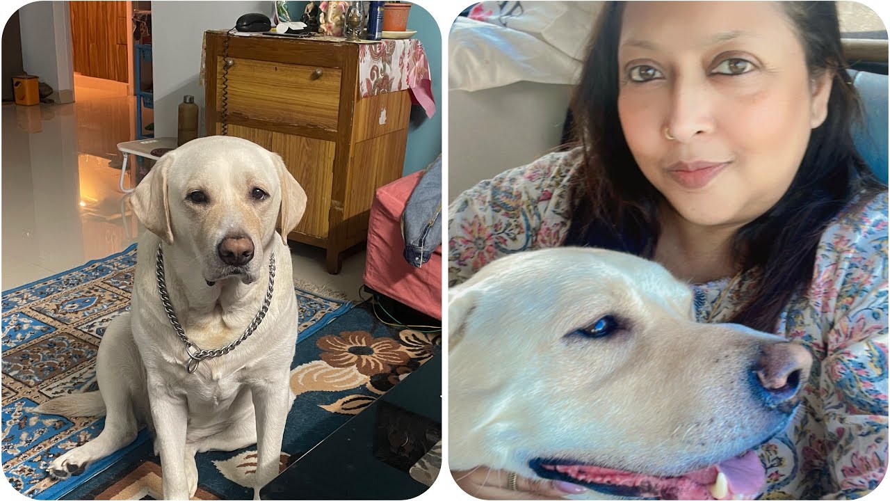 From Tension to Relief 😌 | Finding the Right Creche Journey✨#pets #petlover #creches #vlog 