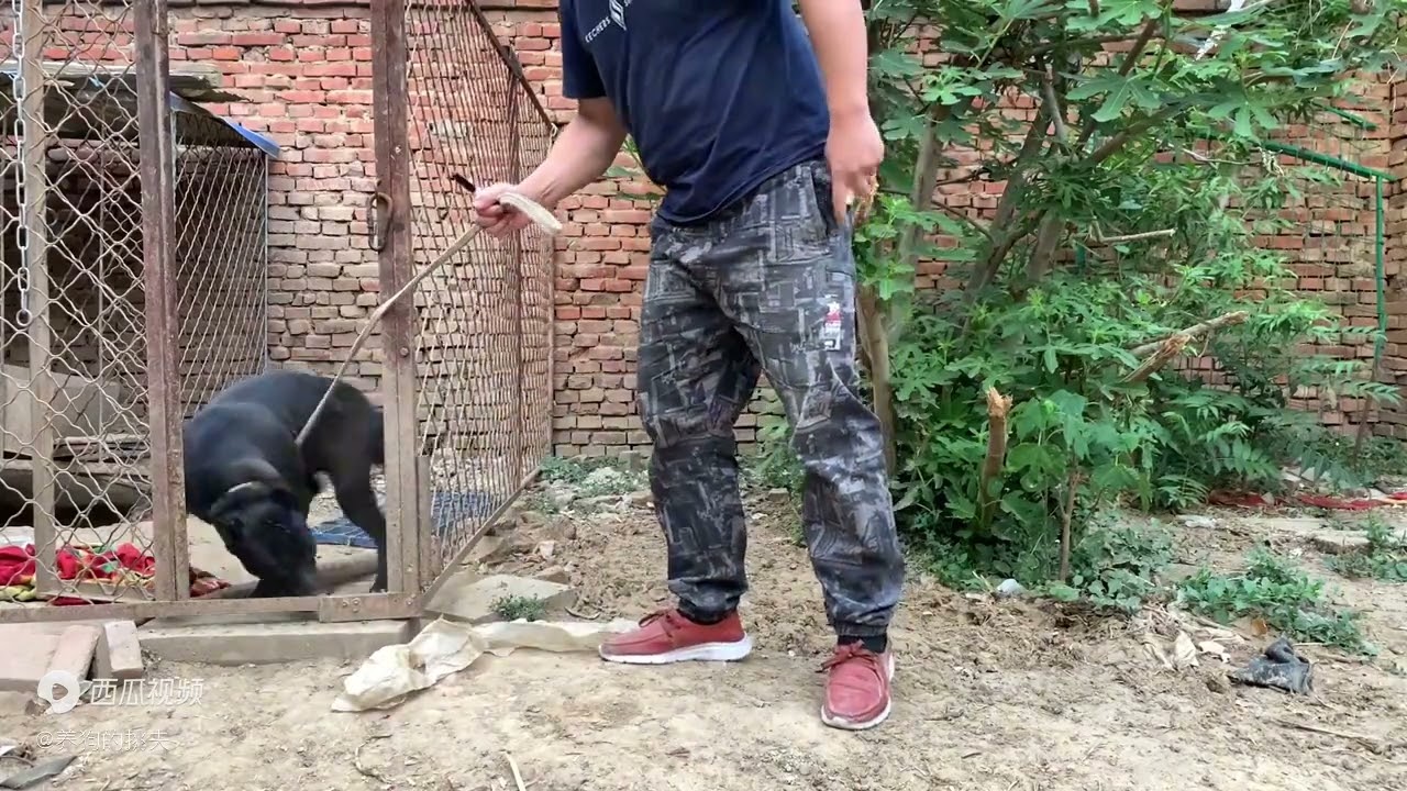 加纳利犬小黑上药，隐患初见，主人担心不已