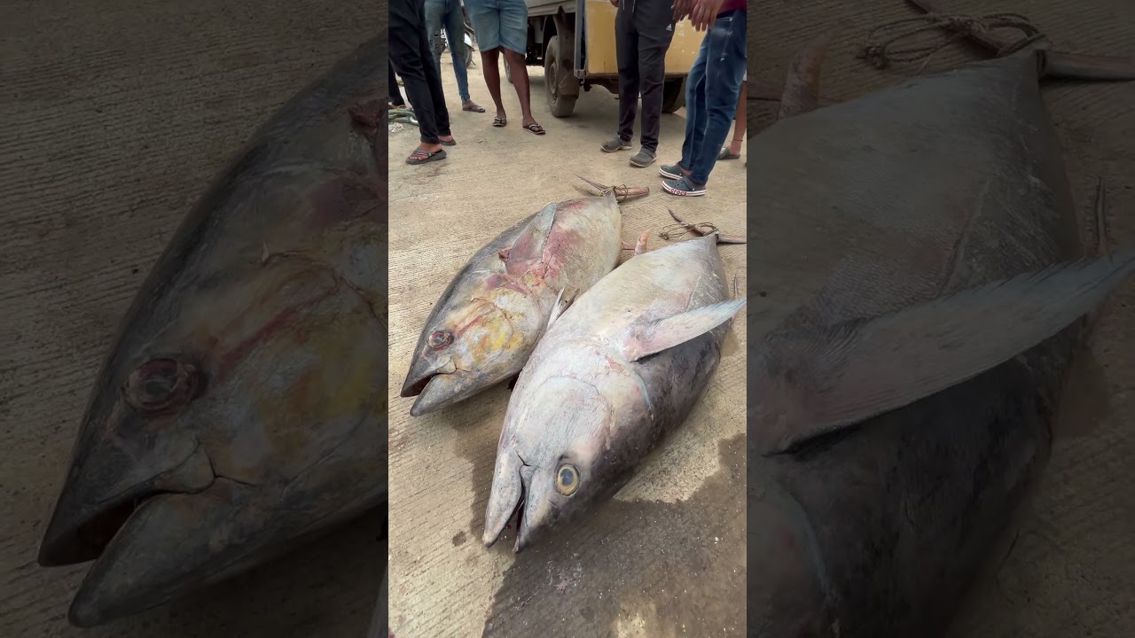 Kupa Masa Big size😍❤️&zwj;🔥#fish #trending #koli #agrikoli #shorts #viralvideo