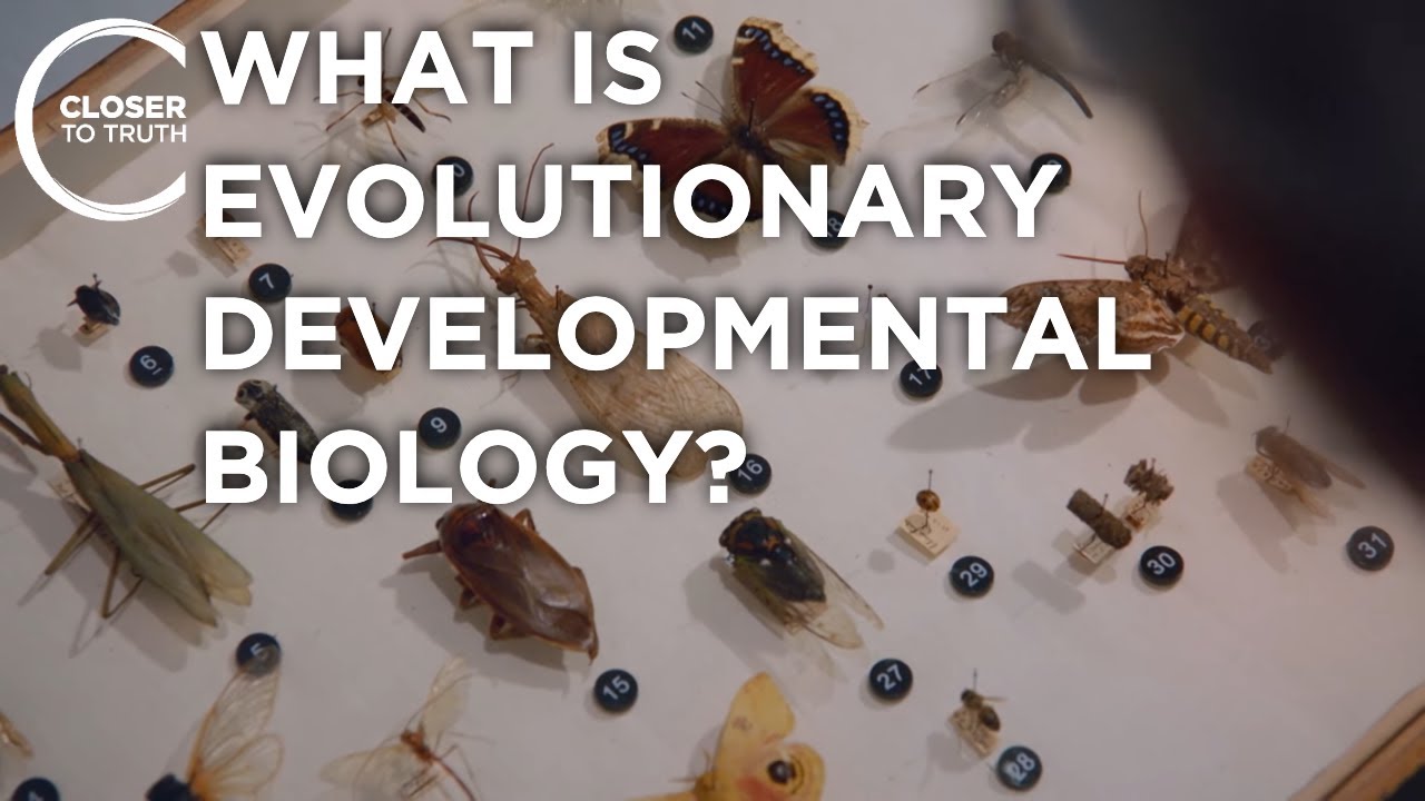 What is Evolutionary Developmental Biology? | Closer To Truth