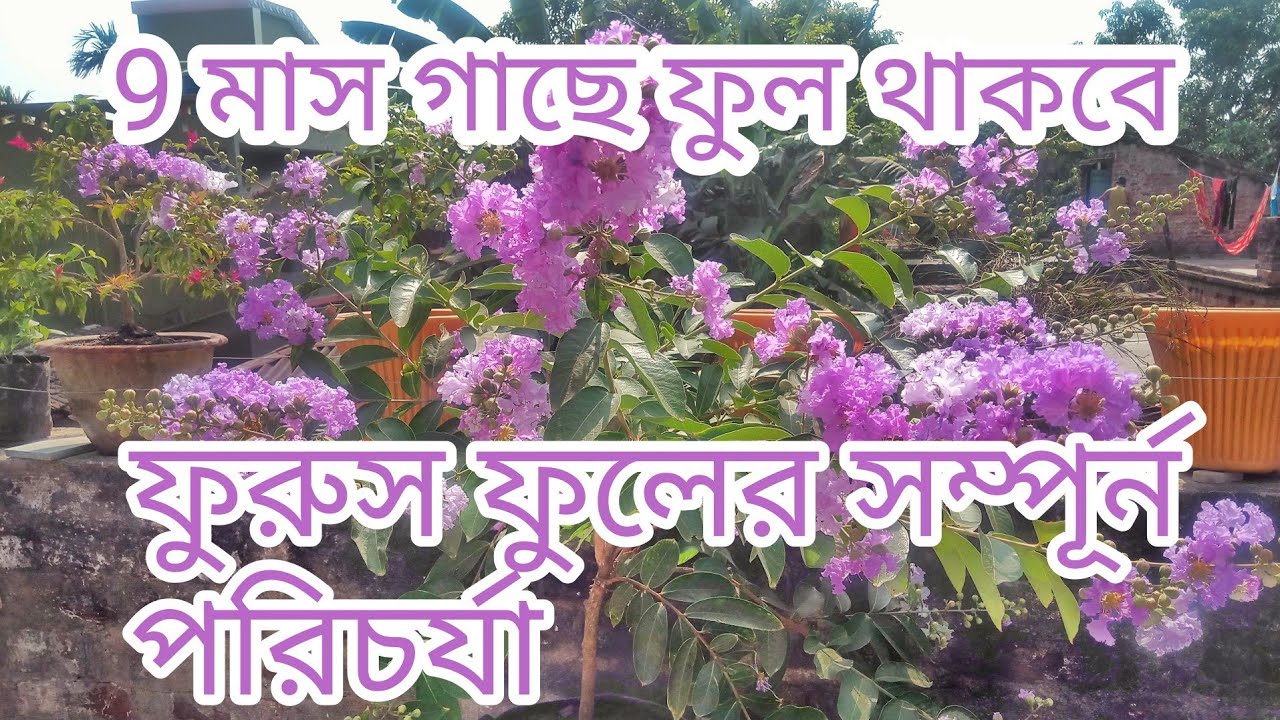 Pride of India/Jarul/Furus/Lagerstromia flower|| Furus Full er Jotno/care|| Jarul plant ||ফুরুস ফুল