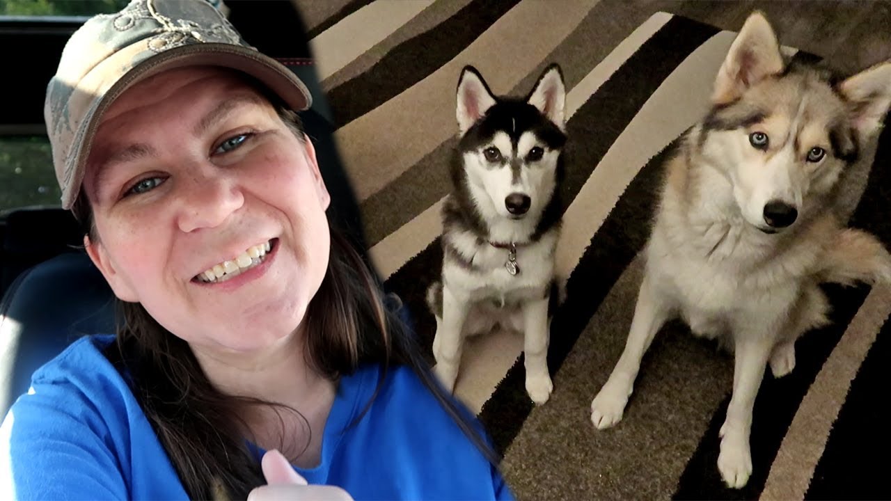 Huskies Stayed Home With Their Dad