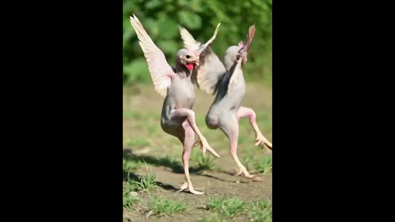 Sweet Chicken dance (very funny 🤣😀 and nice)