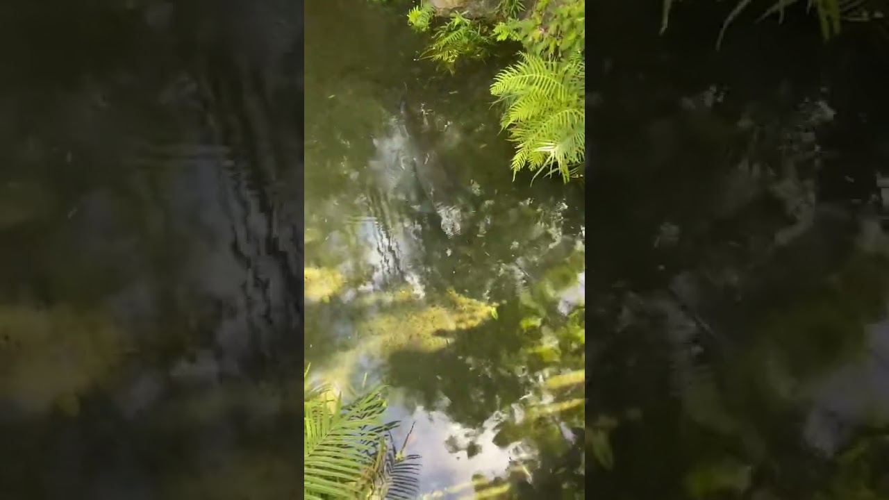 Disney Shit Storm  