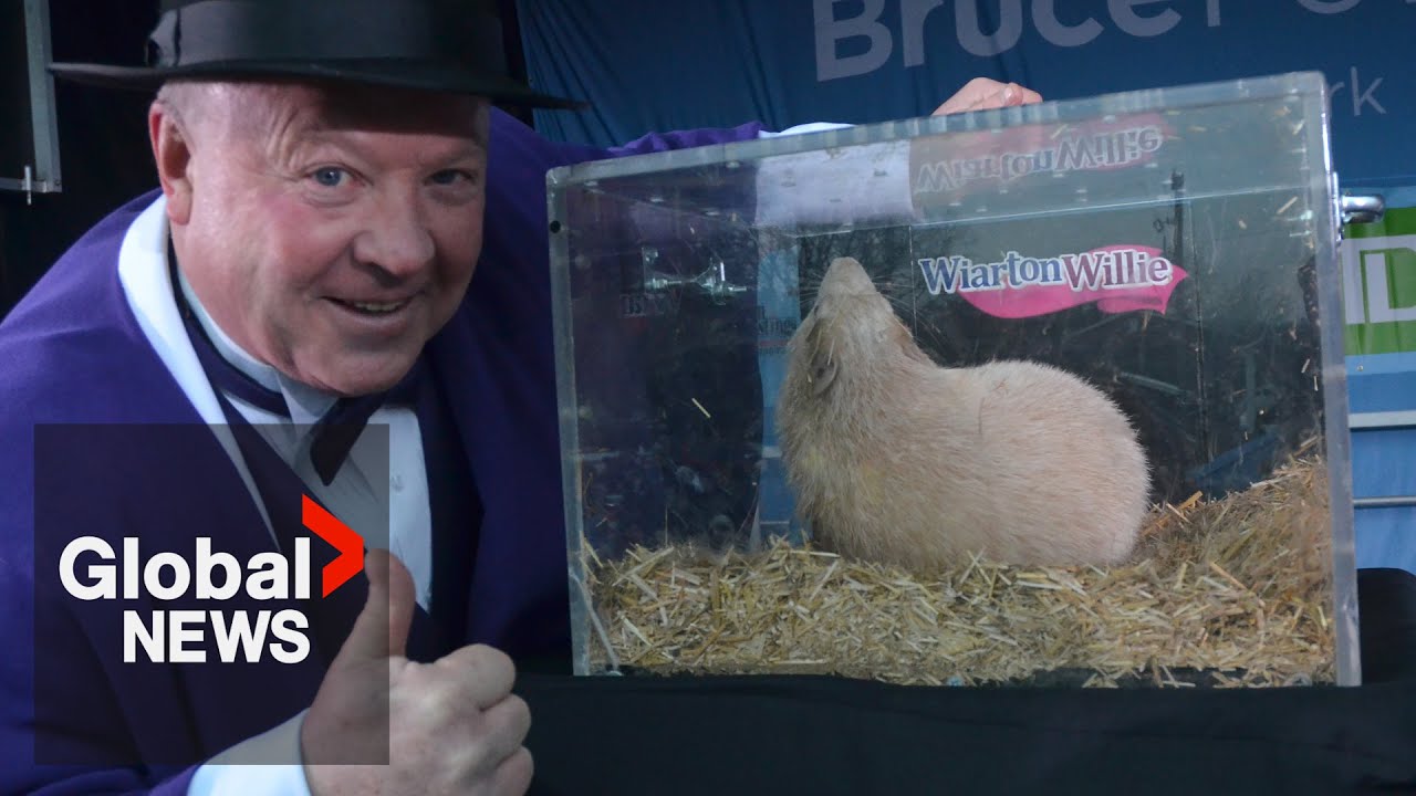 Groundhog Day 2025: Wiarton Willie predicts early spring for Canada