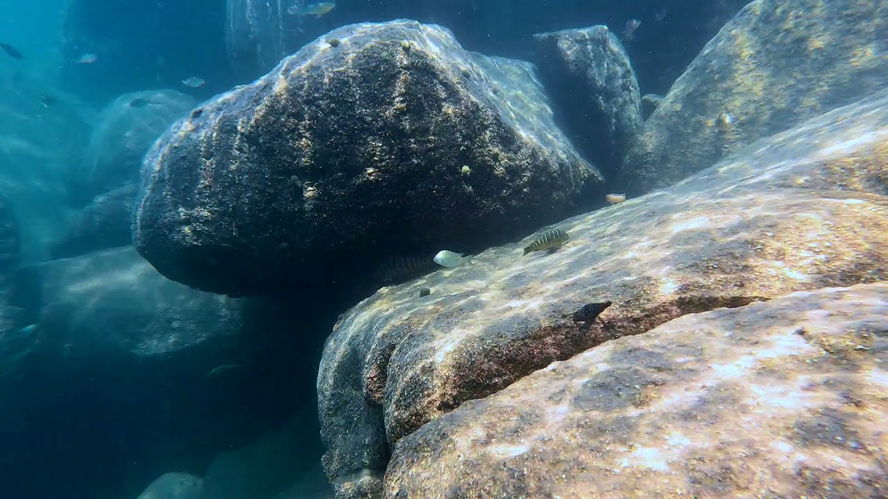 Swimming With Cichlids - Eretmodus - Lusembwa Point