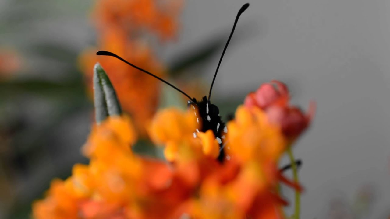 Monarch Butterfly Eating Nectar