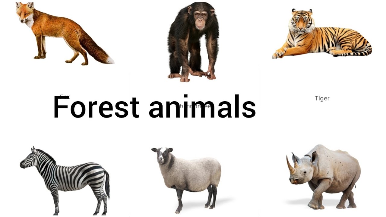 Forest animals name for kids