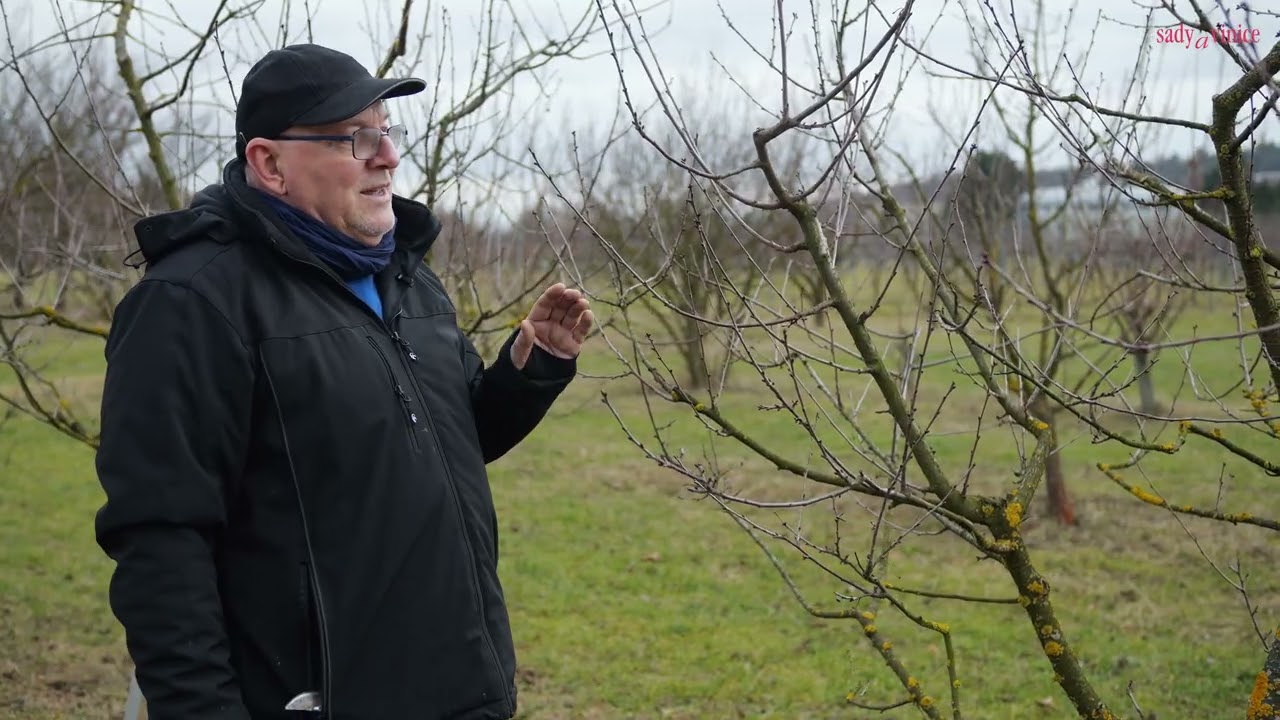 Predjarný rez višní