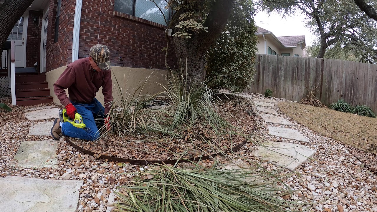 Trimming African iris with Ryobi 18v grass trimmer