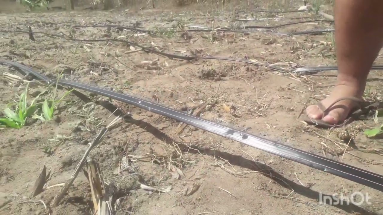 Mostrando como está sendo feito o projeto de irrigação. 