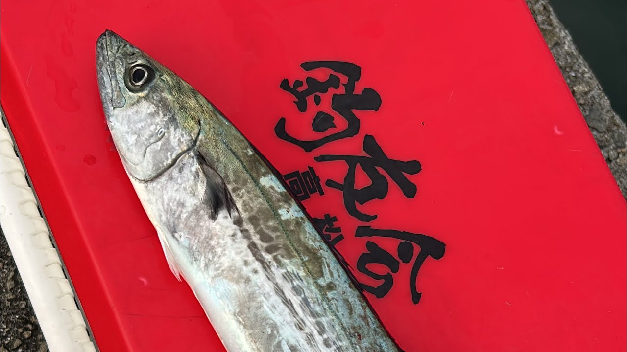 鳴門ジギング＆泳がせ釣行