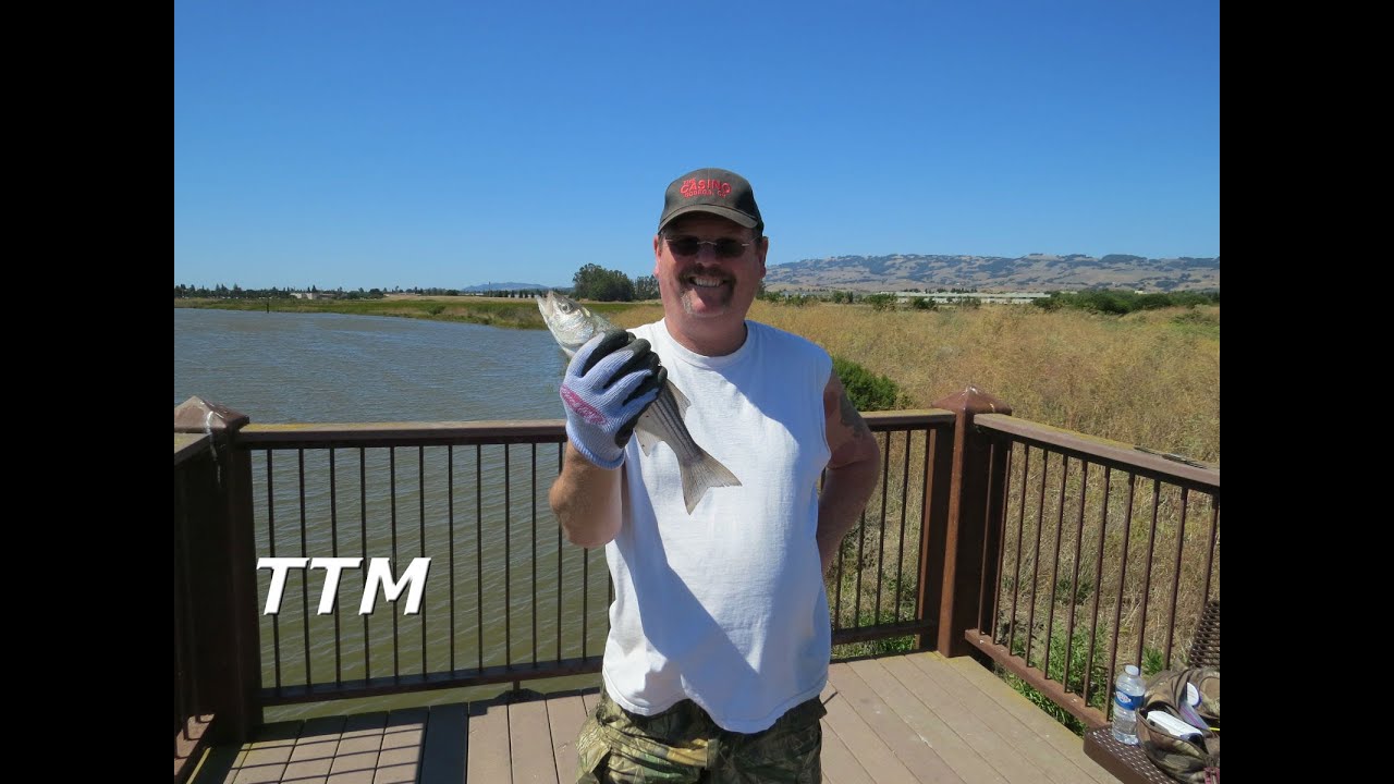 How to Use Frozen Anchovies for Bait Fishing and Catching Striped Bass