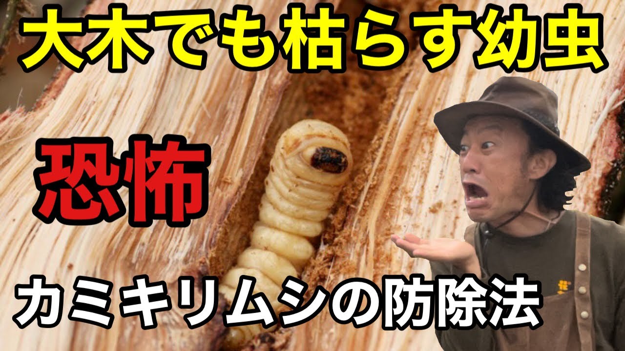 【最強の害虫】カミキリムシの賢い防除法教えます　　　【カーメン君】【園芸】【ガーデニング】【初心者】