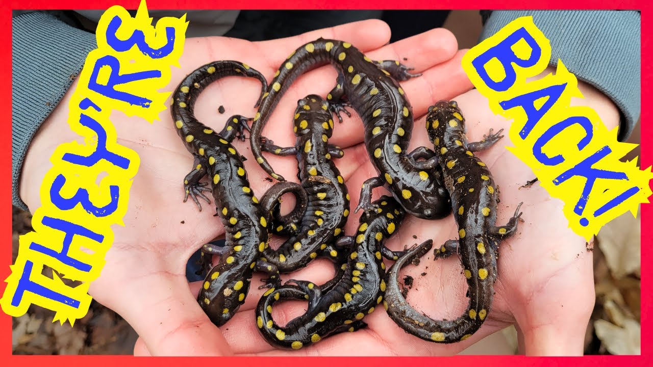 Surrounded In Frogs And Salamanders!