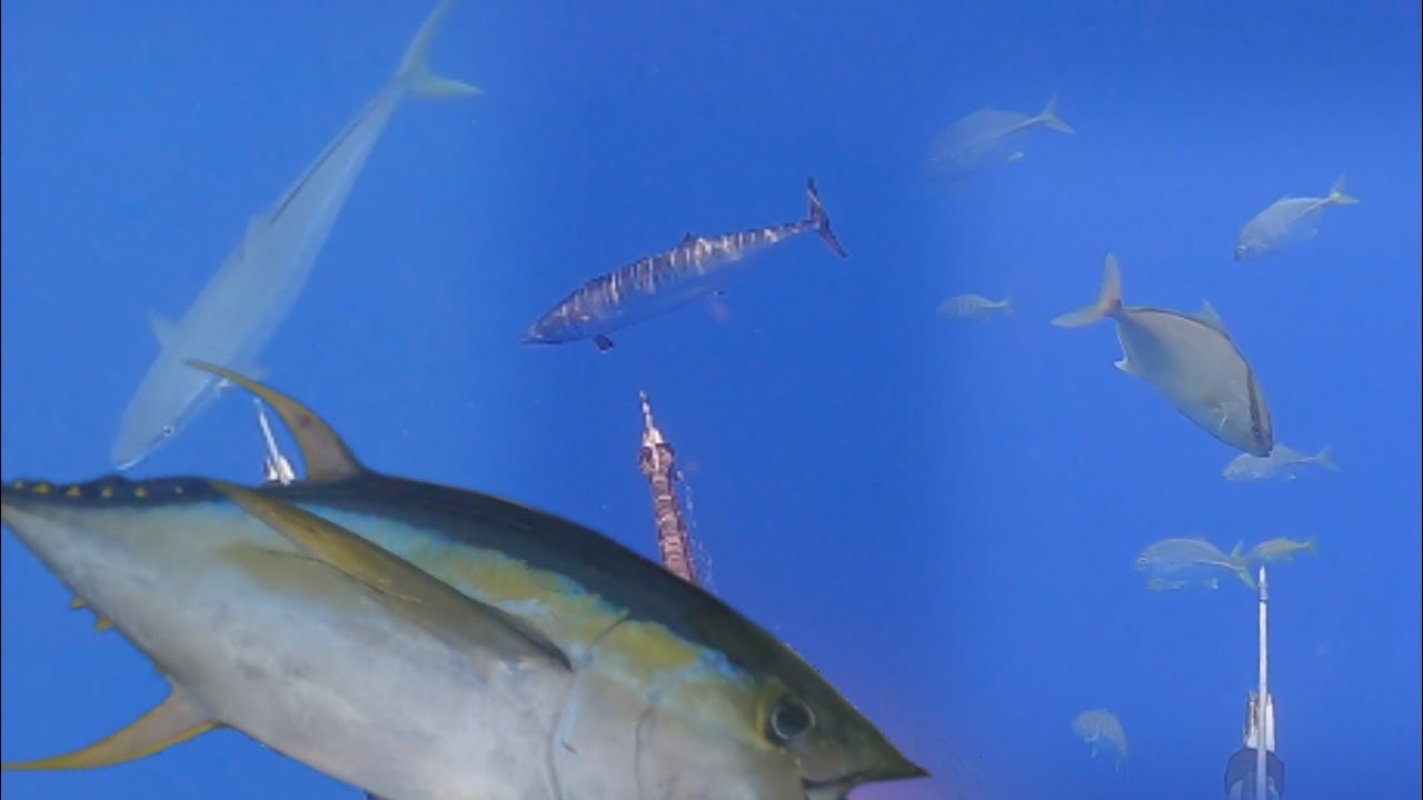 bihira lang Ako maka pana nang ganito kalaking rainbow runner😱