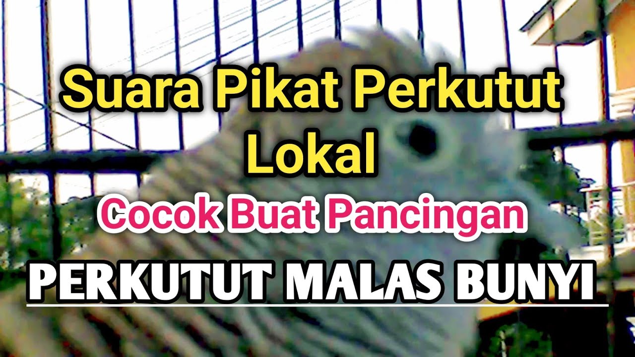 Suara Pikat Perkutut Lokal #perkutut #suaraperkututlokalgacor #perkututlokalalam #suaraperkututlokal