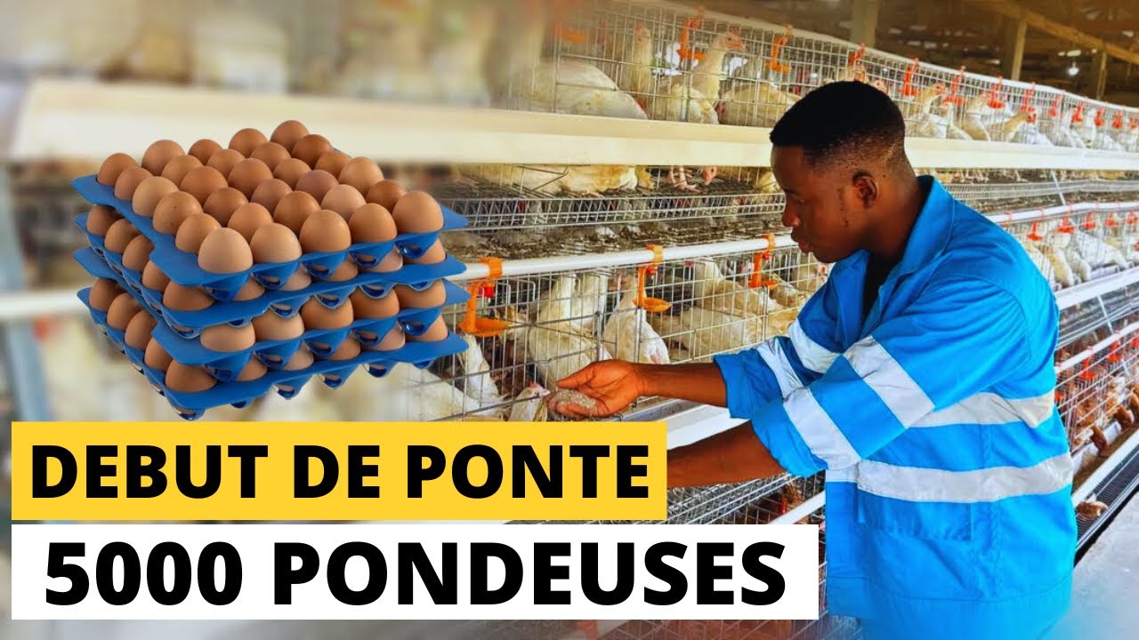 ENFIN, DÉBUT DE PONTE DES 5000 PONDEUSES EN CAGES! 