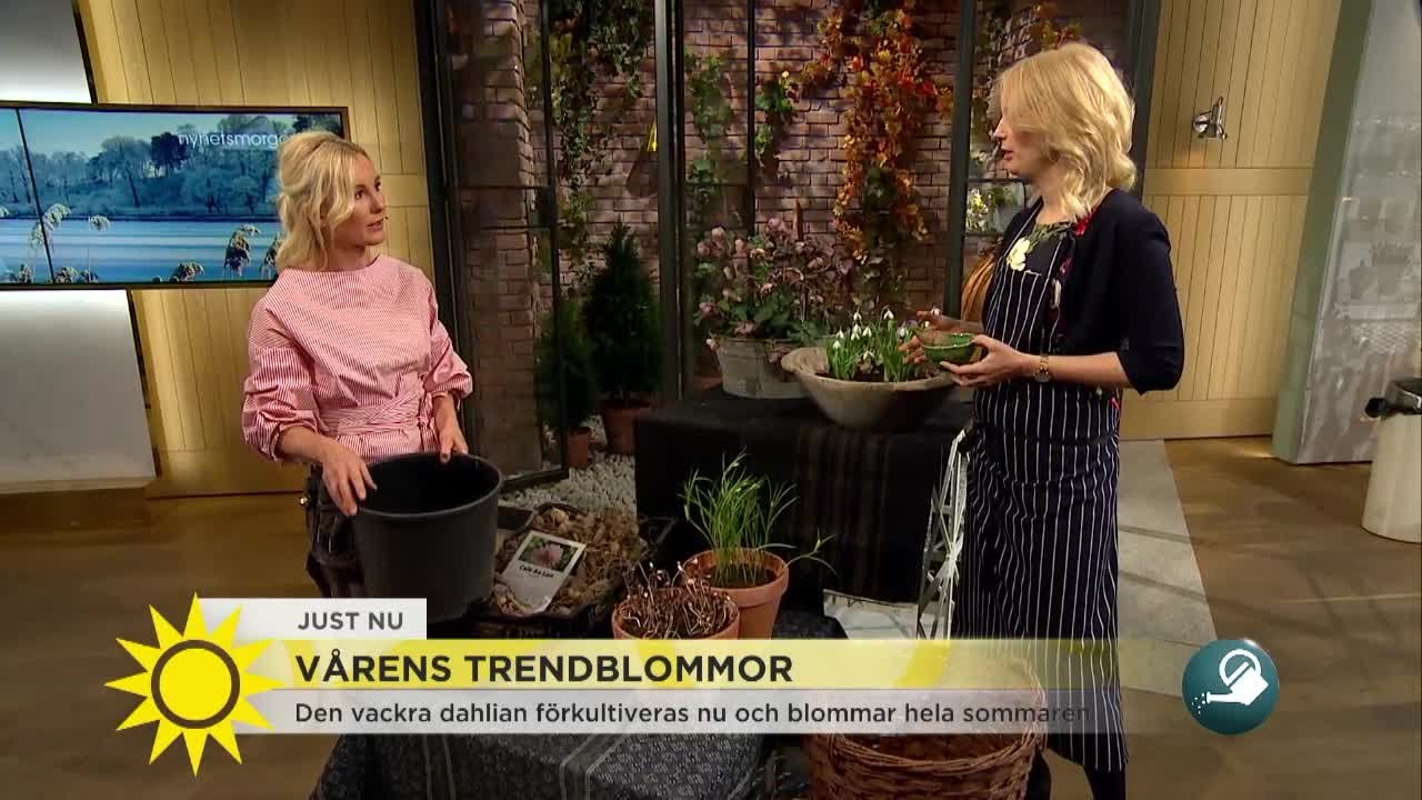 Trädgårdsmästarens dahliaskola: 