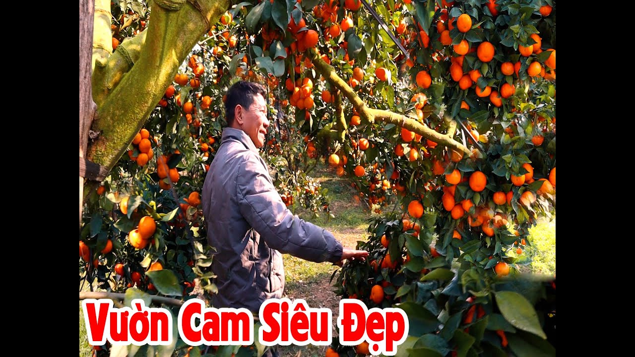 THĂM QUAN NHỮNG VƯỜN CAM SIÊU ĐẸP - VƯỜN CAM CHÚ ĐỨC PHƯƠNG