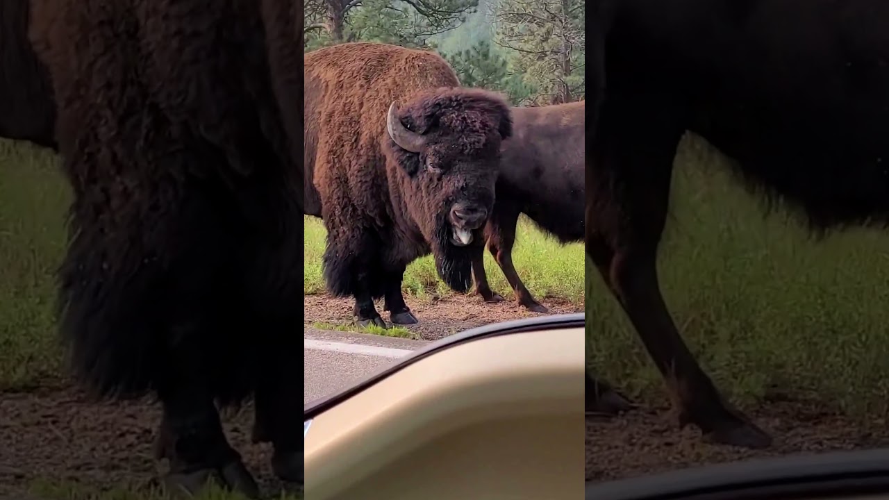 I am BISON, hear me ROAR!