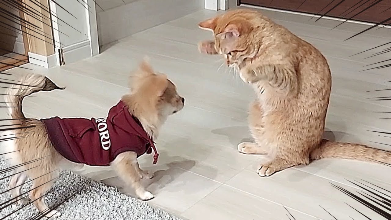 【まさかの結末】子犬の教育が上手すぎる保護猫