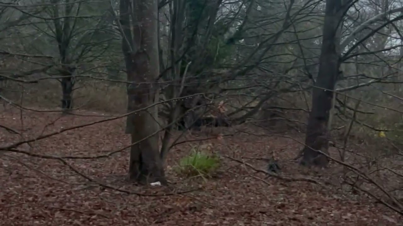 Why are the aesthetic qualities of nature writing so important/inherent to the form?