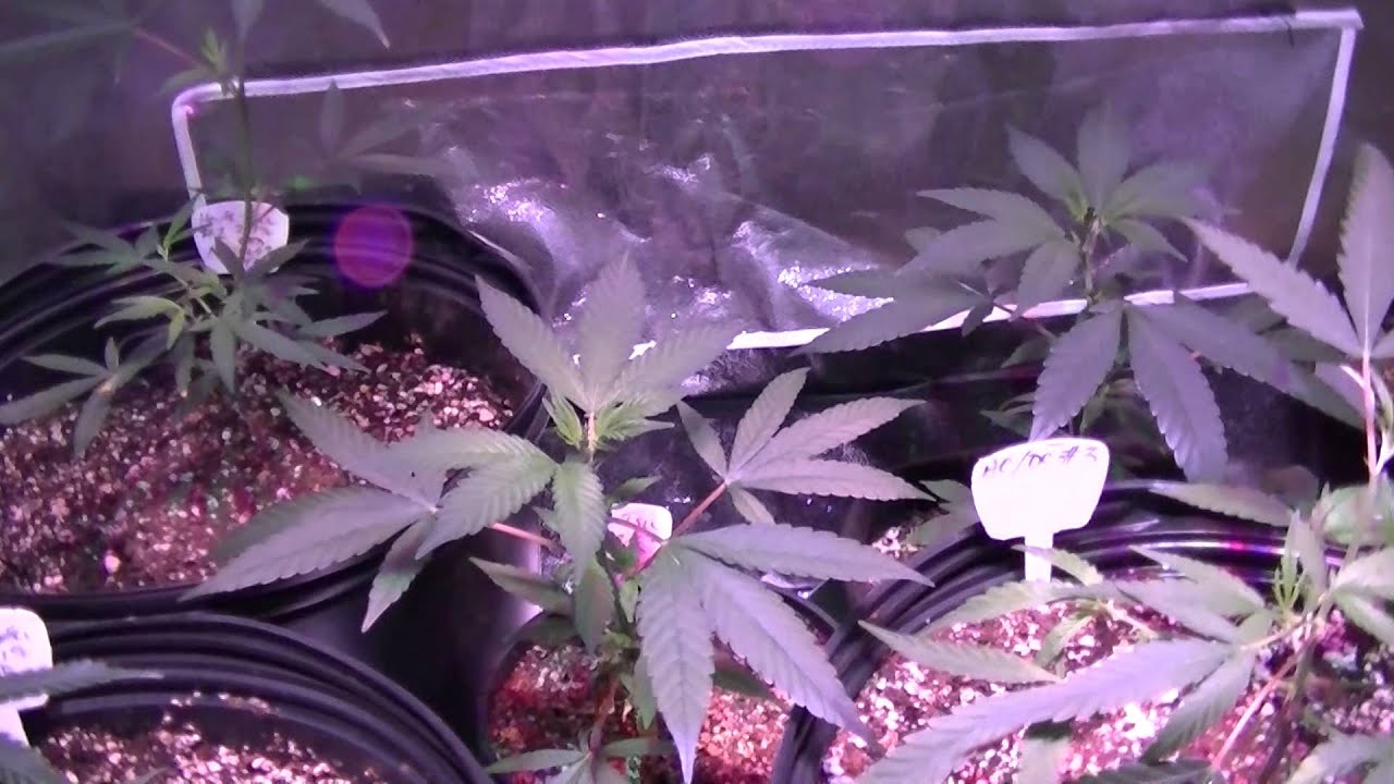 4x4 Mother Update Day 54 - Madness!