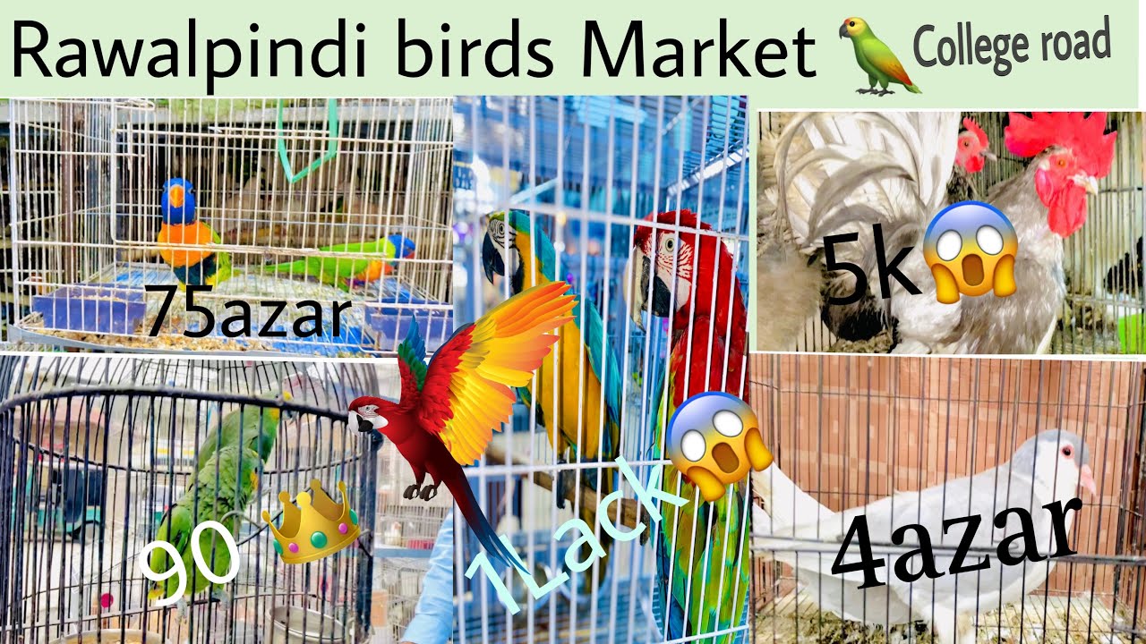College Road Birds Market Rawalpindi |Fancy Hens,Ringneck Parrots Chicks and…..love birds 👀🦜😇