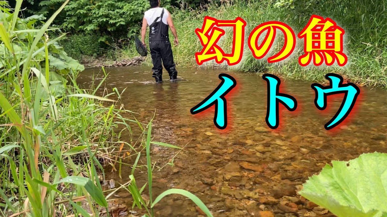 日本最大！幻の淡水魚イトウを探しに行ってきた