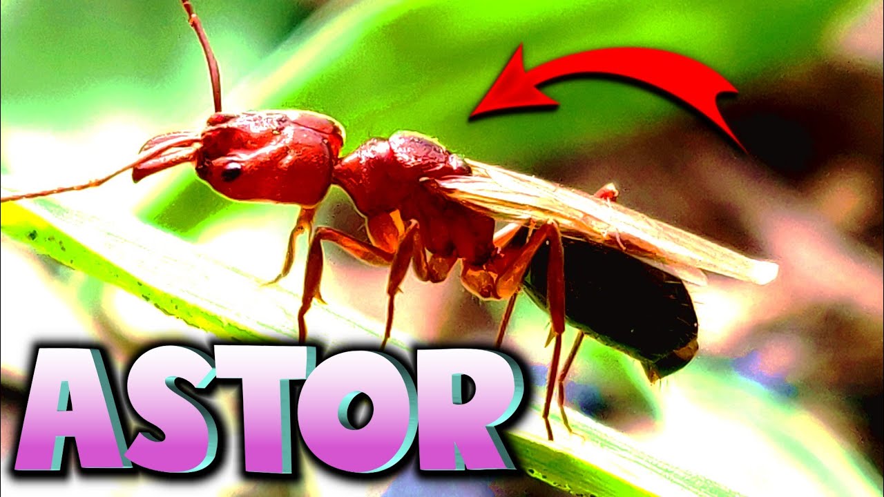 Cómo conseguir HORMIGA REINA ODONTOMACHUS ❤️ y cómo cuidar - Ya tiene larvas || Csrxplay Life