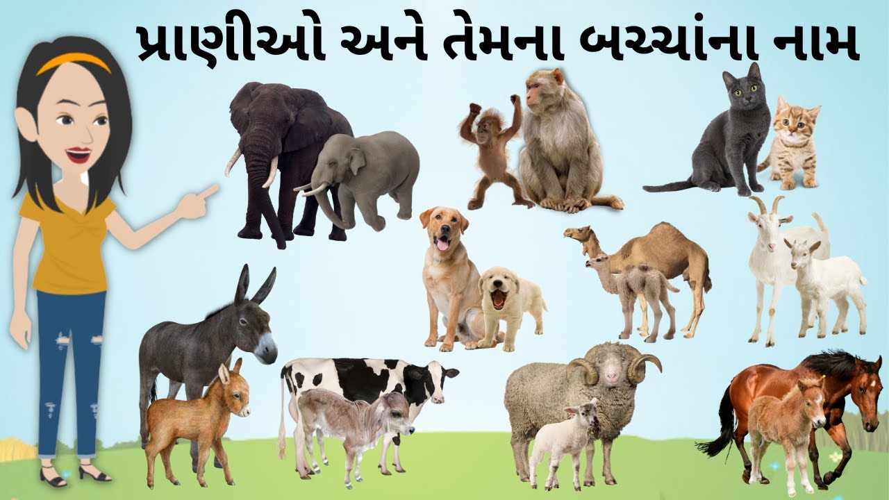 Pranio ane tena bachcha na naam | પ્રાણીઓ અને તેમના બચ્ચાંના નામ | Learn Animal Cubs name | KidsTube