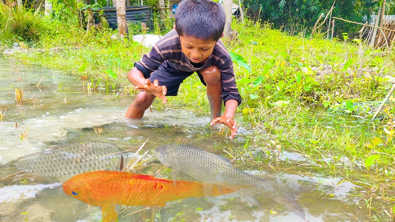 amazing hand fishing video  -  boys catching fish by hand - hand fishing from mud water part - 22