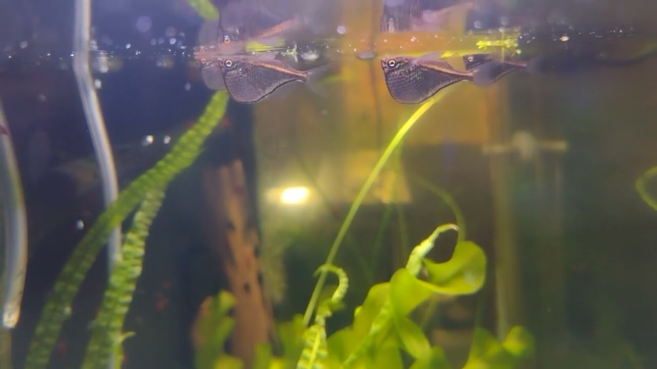Peruvian Dwarf hatchetfish )Carnegiella schereri) 2 months later