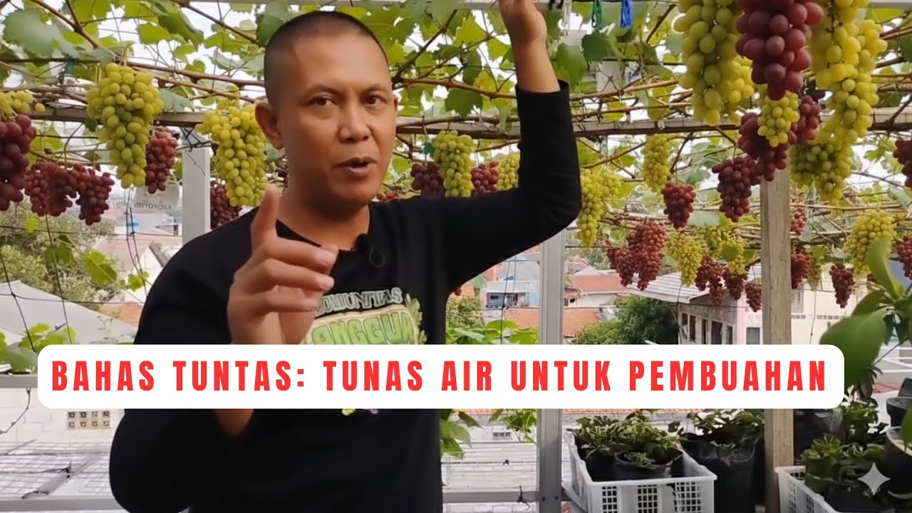 Yuk Disimak. Bagaimana Jika Pembuahan Anggur Dengan Tunas Air?