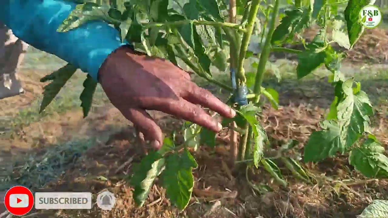 প্রচুর ফলন পেতে টমেটো গাছের শোষক শাখা ও পাতা কাটার সঠিক পদ্ধতি।