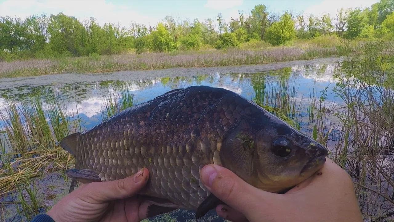¡Atrapo puercos salvajes en pleno bosque! ¡Tienes que ver esto!