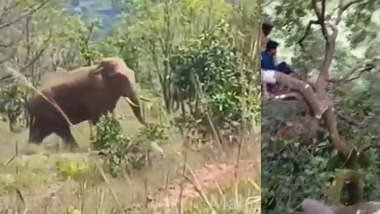 ಕಾಡನೇ ದಾಳಿ ಸಕಲೇಶಪುರ ಬೈರ ಆನೆ. Elephant attack #elephantattack #bhyraelephant #sakleshpur