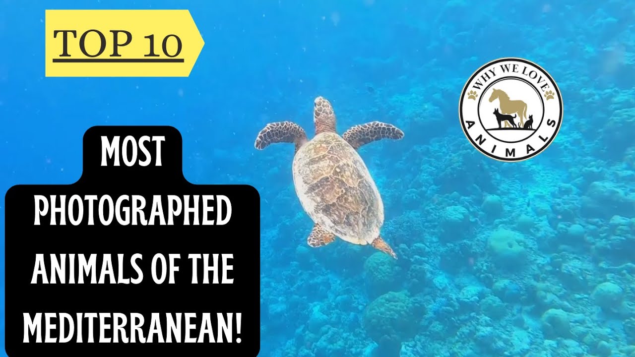 Top 10 Most Photographed Animals of The Mediterranean! #nature #animals #wildlife