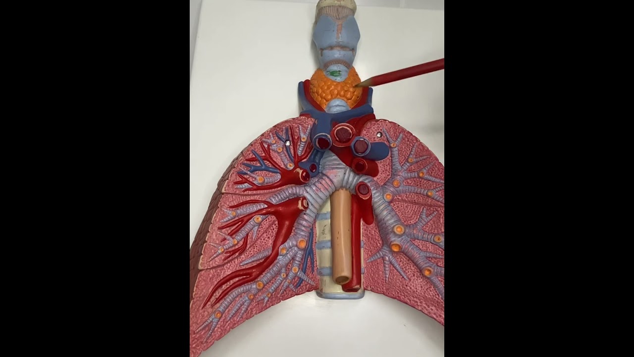 Anatomia do Sistema Respiratório Inferior