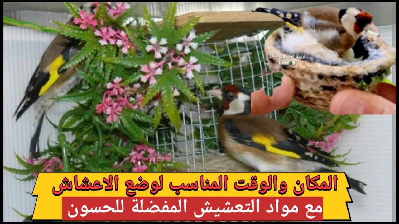 المكان و الوقت المناسب لوضع #اعشاش #المقنين مع #مواد #التعشيش المفضلة #للحسون