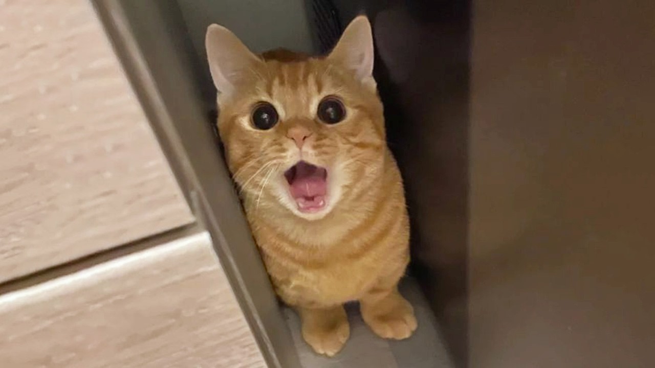 You Laugh, You Lose! 🤣 Funny Cat Videos 2026 😹 Part 139