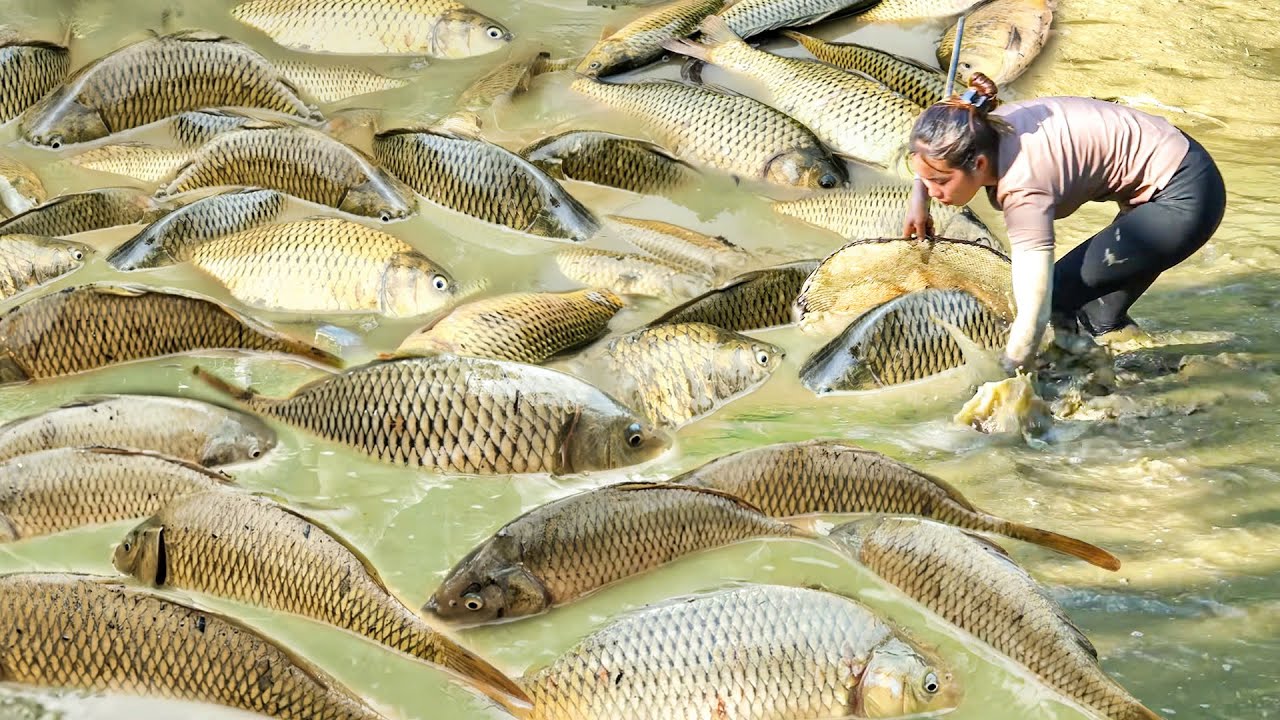 How to Catch a Giant School of Huge Carp and Catfish by hand, Build a Brick Oven to Preserve Fish