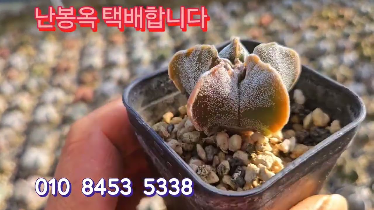 난봉옥  택배합니다 주문주세요 