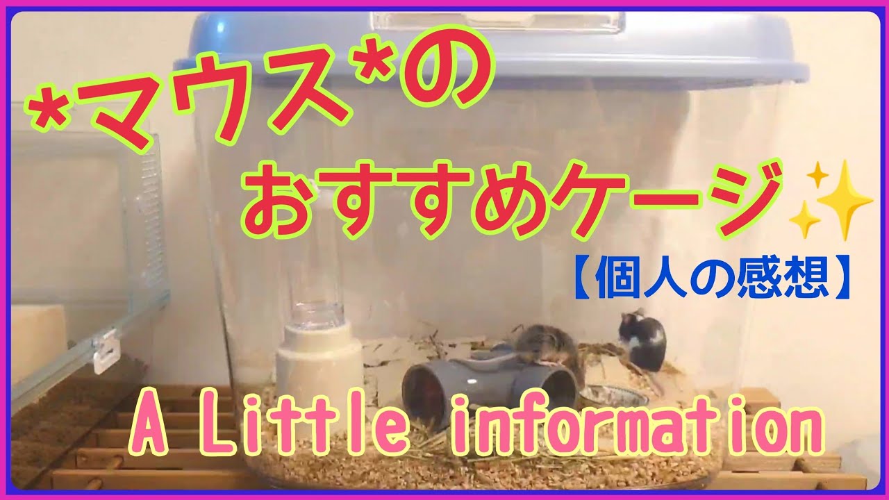 【マウスの、おすすめケージ✨-個人の感想-】#カラーマウス #マウス　#mouse#ファンシーマウス #エキゾチックアニマル#小動物ケージ