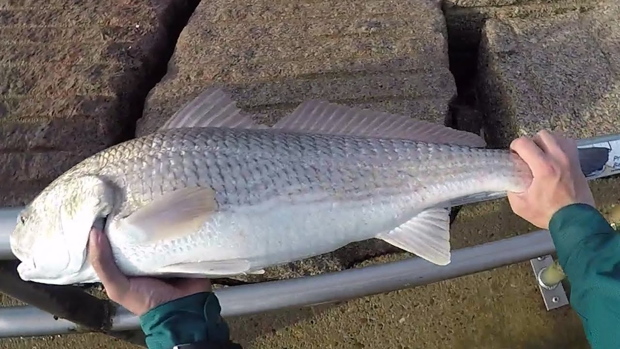 Soaking Bait at the Jetties is CHEATING