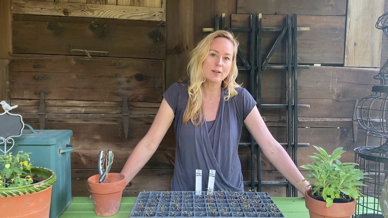 Growing Quinoa!
